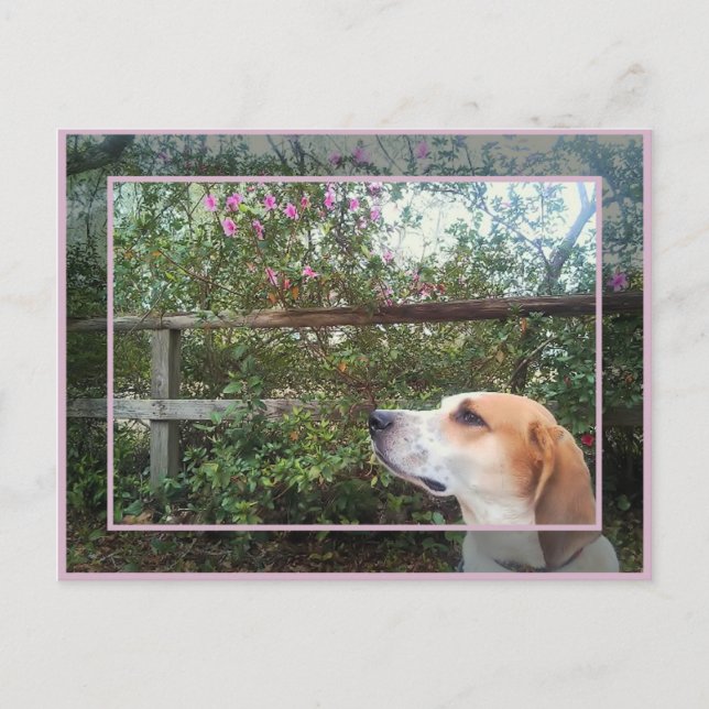 Frühlingsszent Postkarte (Vorderseite)