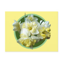 Frühlingstriche Weißgelbe Narzisse Blume