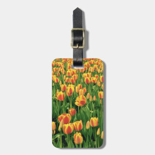 Frühlingstulips blühen vor der alten Scheune. Gepäckanhänger