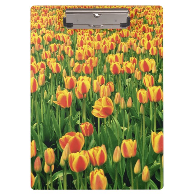 Frühlingstulips blühen vor der alten Scheune. Klemmbrett (Vorderseite)