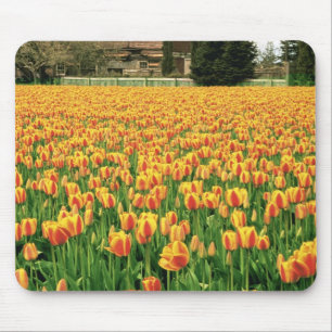 Frühlingstulips blühen vor der alten Scheune. Mousepad