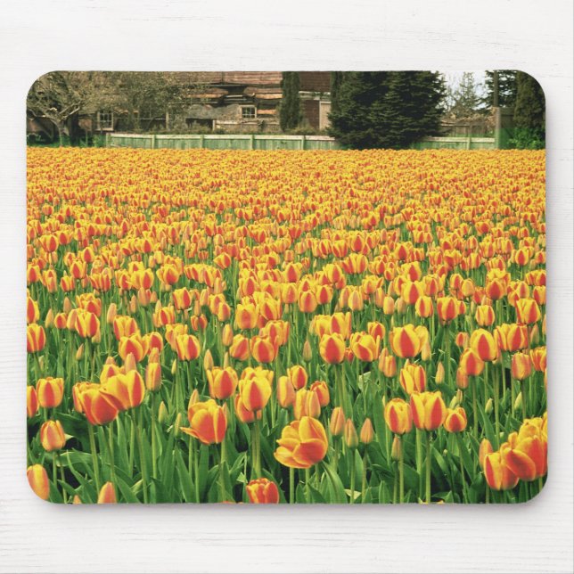 Frühlingstulips blühen vor der alten Scheune. Mousepad (Vorne)