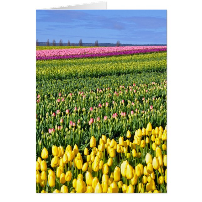 Frühlingstulpenfeld (Vorne)