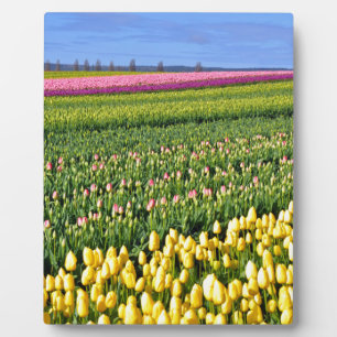 Frühlingstulpenfeld Fotoplatte