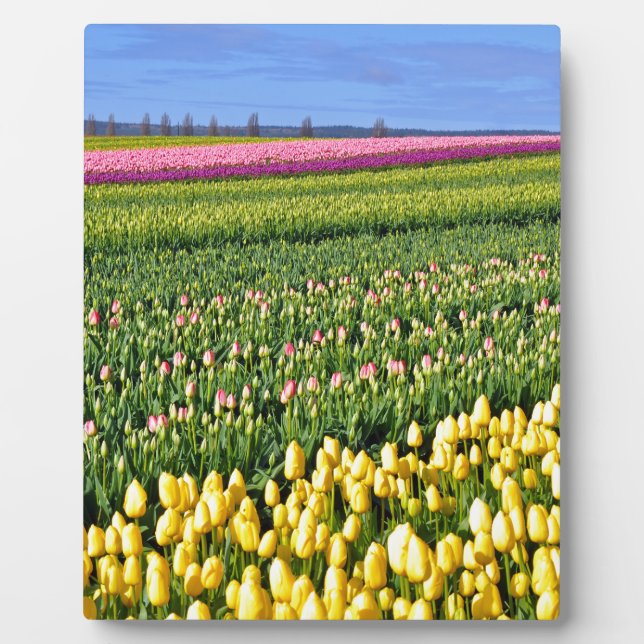 Frühlingstulpenfeld Fotoplatte (Vorderseite)