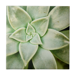 FrühlingSucculent Fliese