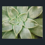 FrühlingSucculent Puzzle<br><div class="desc">" FrühlingSucculent I" durch Jason Johnson. Kennzeichnet eine Nahaufnahme eines Succulent.</div>