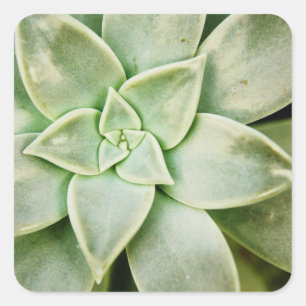FrühlingSucculent Quadratischer Aufkleber