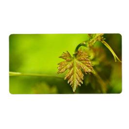 Frühlingsweine Verlassen