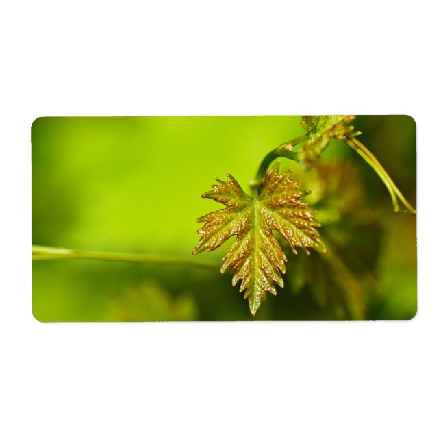 Frühlingsweine Verlassen (Vorne)