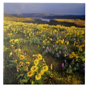 Frühlingswildblumen im Überfluss bei Tom Fliese