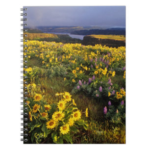 Frühlingswildblumen im Überfluss bei Tom Notizblock