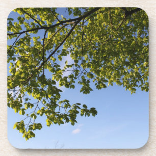 Frühlingszeit, Baum gegen blauen Himmel Getränkeuntersetzer