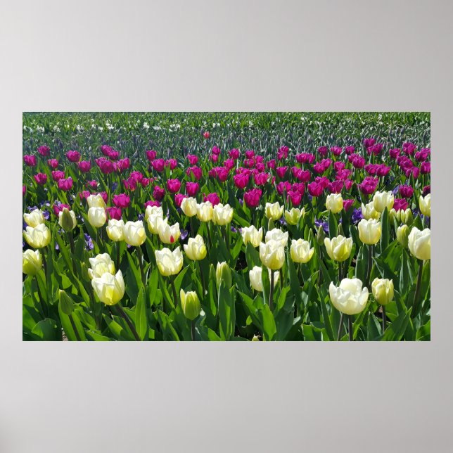 Frühlingszeit in Holland mit Tulips Poster (Vorne)