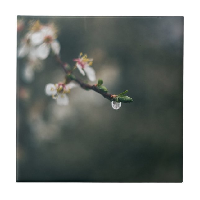 Frühlingszeit. Makro-Tau Fliese (Vorderseite)