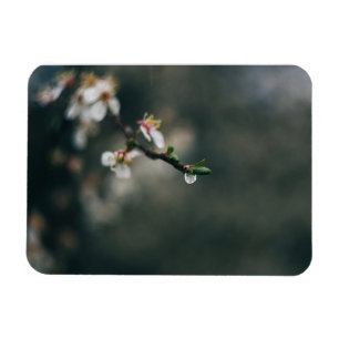 Frühlingszeit. Makro-Tau Magnet