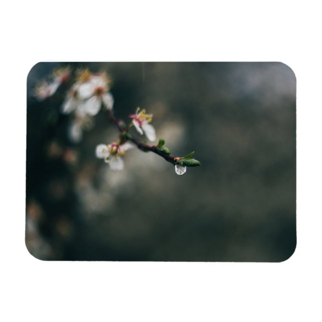 Frühlingszeit. Makro-Tau Magnet (Horizontal)