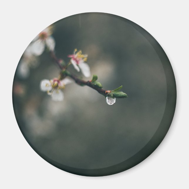 Frühlingszeit. Makro-Tau Magnet (Vorne)