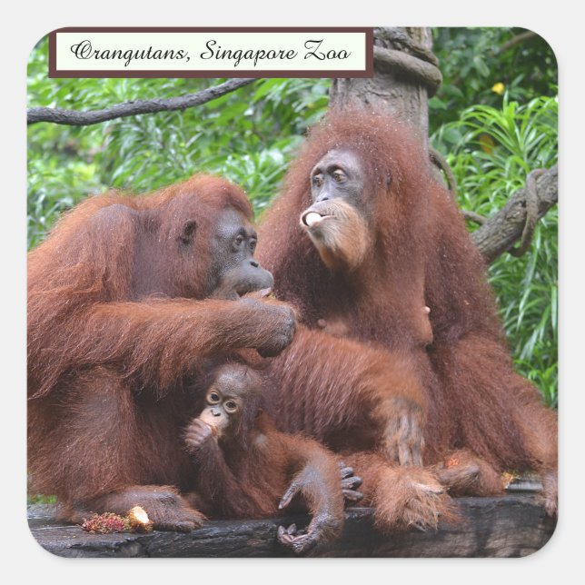 Frühstück mit dem Orangutans Singapore Zoo Square Quadratischer Aufkleber (Vorderseite)