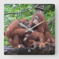 Frühstück mit dem Orangutans Zoo in Singapur