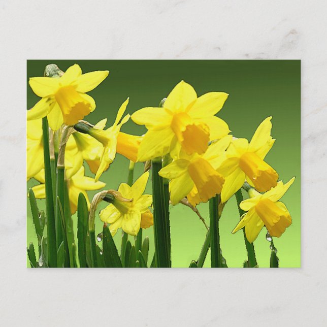 FRÜHSTÜCK VON SHARON SHARPE POSTKARTE (Vorderseite)