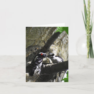 Frühstück (Woodpecker #1) - Blank Note Card Karte
