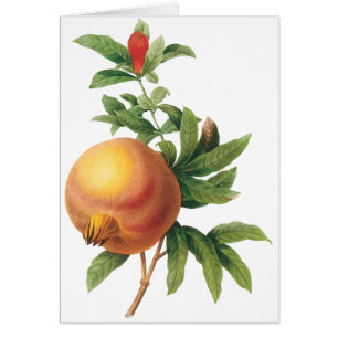 Fruit alimentaire vintage, grenade de Redoute