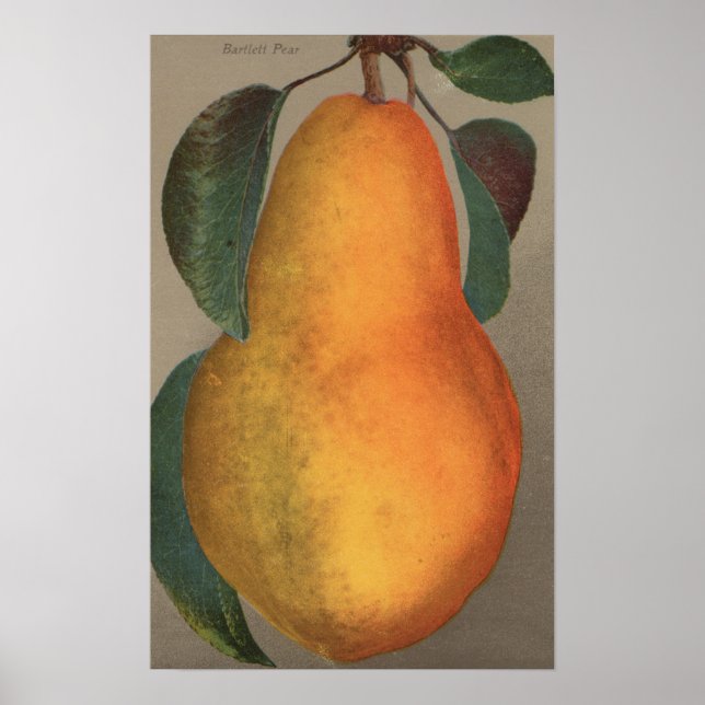 Fruit Chromo Lithograph von Bartlett Pear Poster (Vorne)