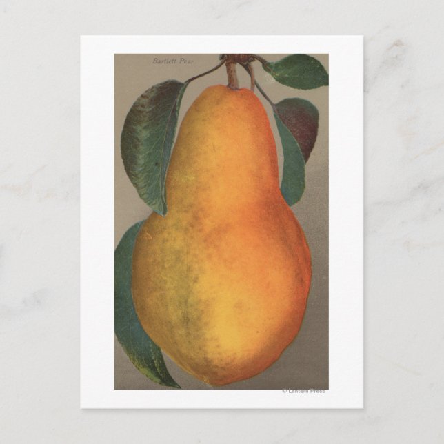 Fruit Chromo Lithograph von Bartlett Pear Postkarte (Vorderseite)