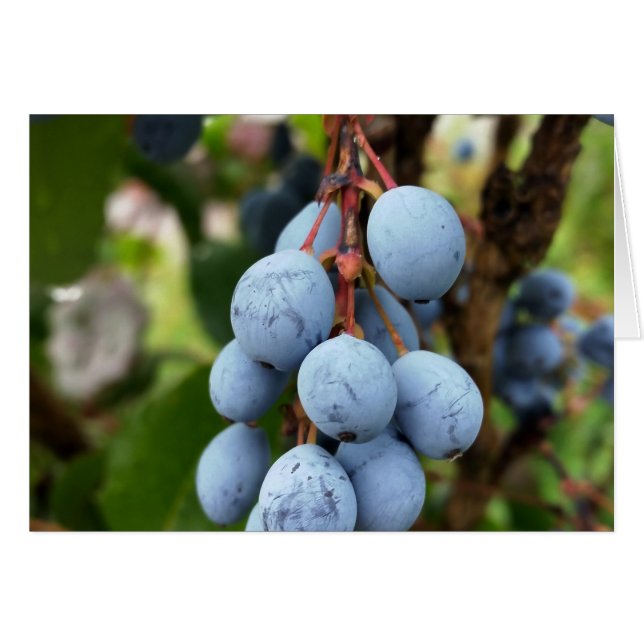 Fruit d'épine noire (Devant horizontal)