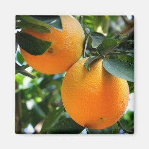 Fruit frais - aimant d'oranges