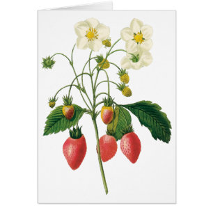 Fruits vintages Fraises de fraises alimentaires pa