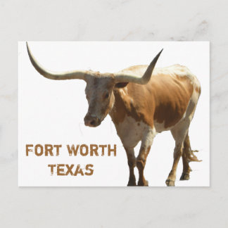 Ft Worth Longhorn Postkarte
