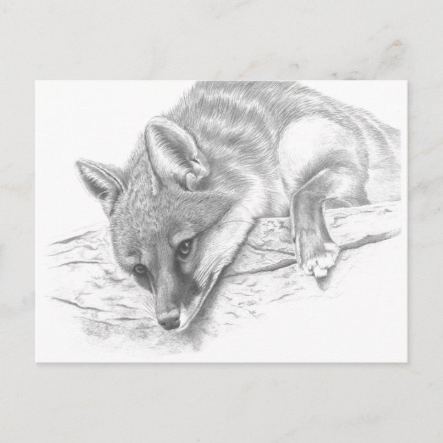 Fuchs 59 postkarte (Vorderseite)