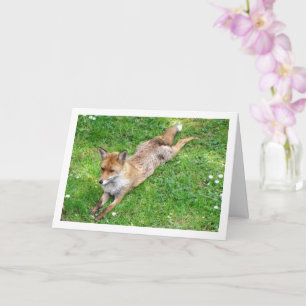 Fuchs ausgestreckt auf Gras Karte