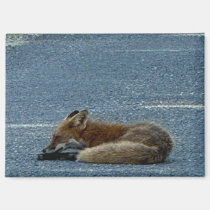Fuchs-Foto-Magnet Magnet