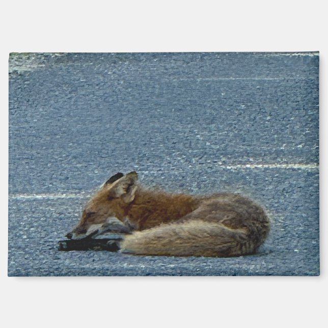 Fuchs-Foto-Magnet  Magnet (Vorderseite)