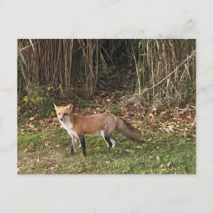 Fuchs Foto Postkarte
