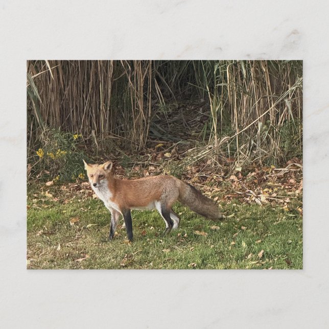 Fuchs Foto Postkarte (Vorderseite)