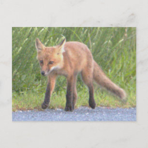 Fuchs-Foto-Postkarte Feiertagspostkarte