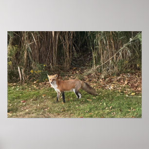 Fuchs-Fotoplakat Poster