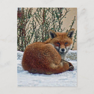 Fuchs im Schnee Postkarte