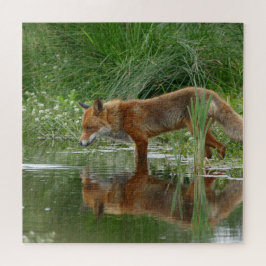 Fuchs im Teich