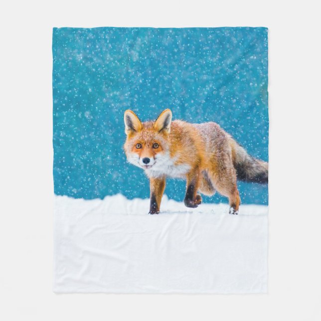 Fuchs im Winter. Rotfuchs, Vulpes vulpes, schnüffe Fleecedecke (Vorderseite)