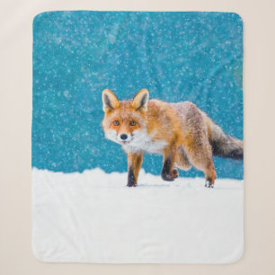 Fuchs im Winter. Rotfuchs, Vulpes vulpes, schnüffe Sherpadecke
