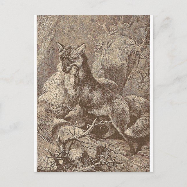 Fuchs mit seiner Beute Postkarte (Vorderseite)