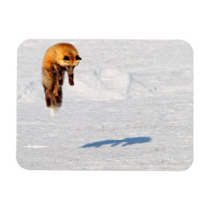 Fuchs Sprung Yukon, Kanada Magnet