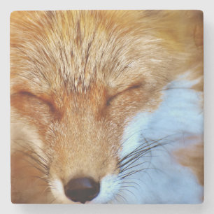 Fuchs Steinuntersetzer