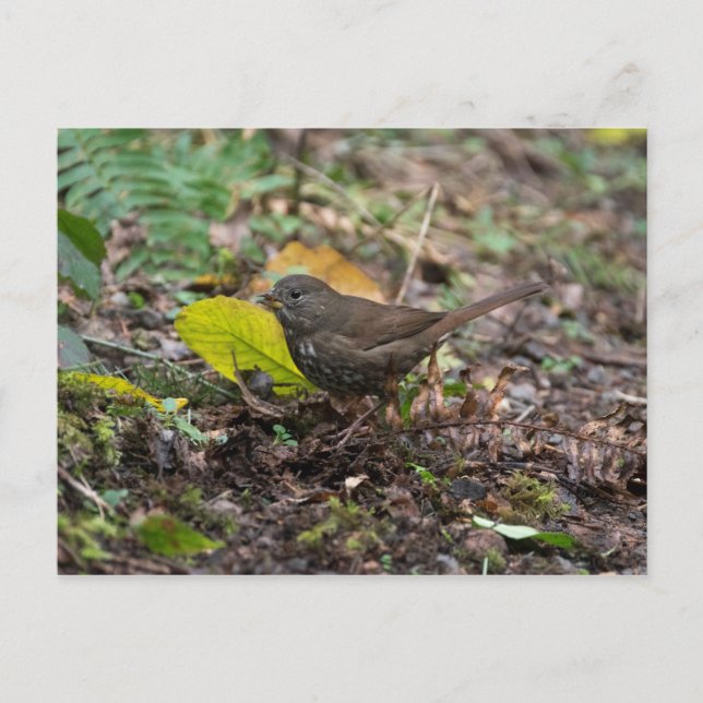 Fuchsammer Postkarte (Vorderseite)