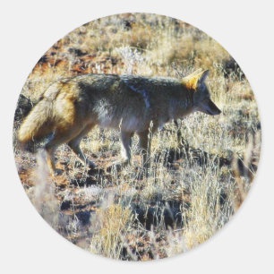 Füchse Kojoten Wilde Anilmal Auf Feld Runder Aufkleber